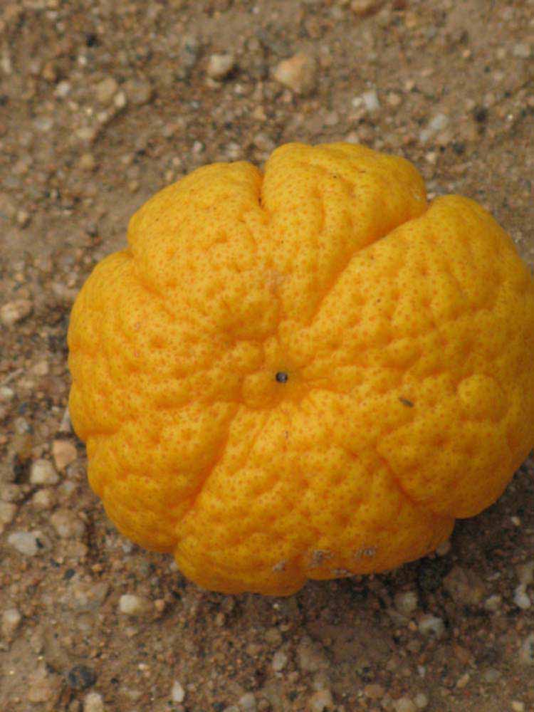            Fruit (Riverside, CA)   